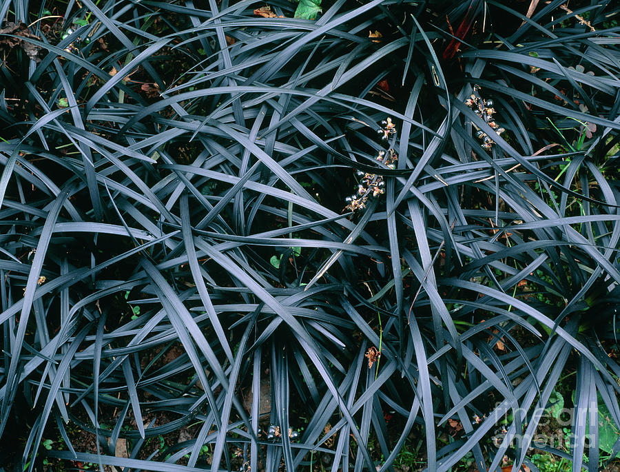 Nature Photograph - Ophiopogon Planiscapus nigrescens #1 by Geoff Kidd/science Photo Library