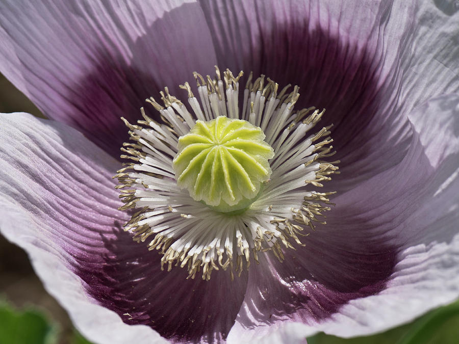 Poppy Photograph - Opium Poppy Flower #1 by Nigel Cattlin