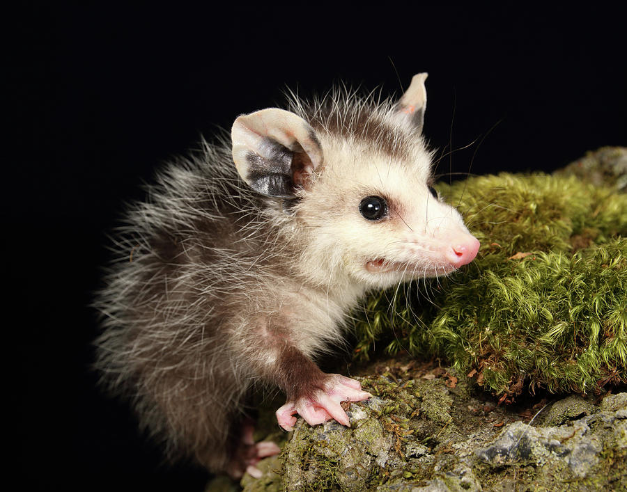 Opossum On Moss Covered Rock Photograph by David Kenny - Fine Art America