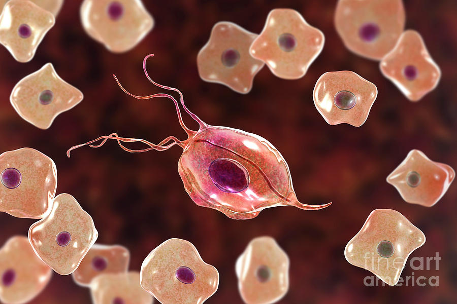 Oral Trichomonas And Buccal Epithelium Photograph by Kateryna Kon ...