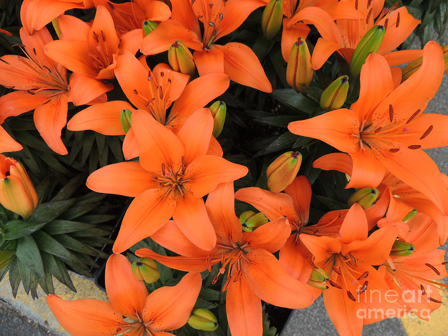 Orange Asiatic Lilies #2 Photograph by Beverly Guilliams