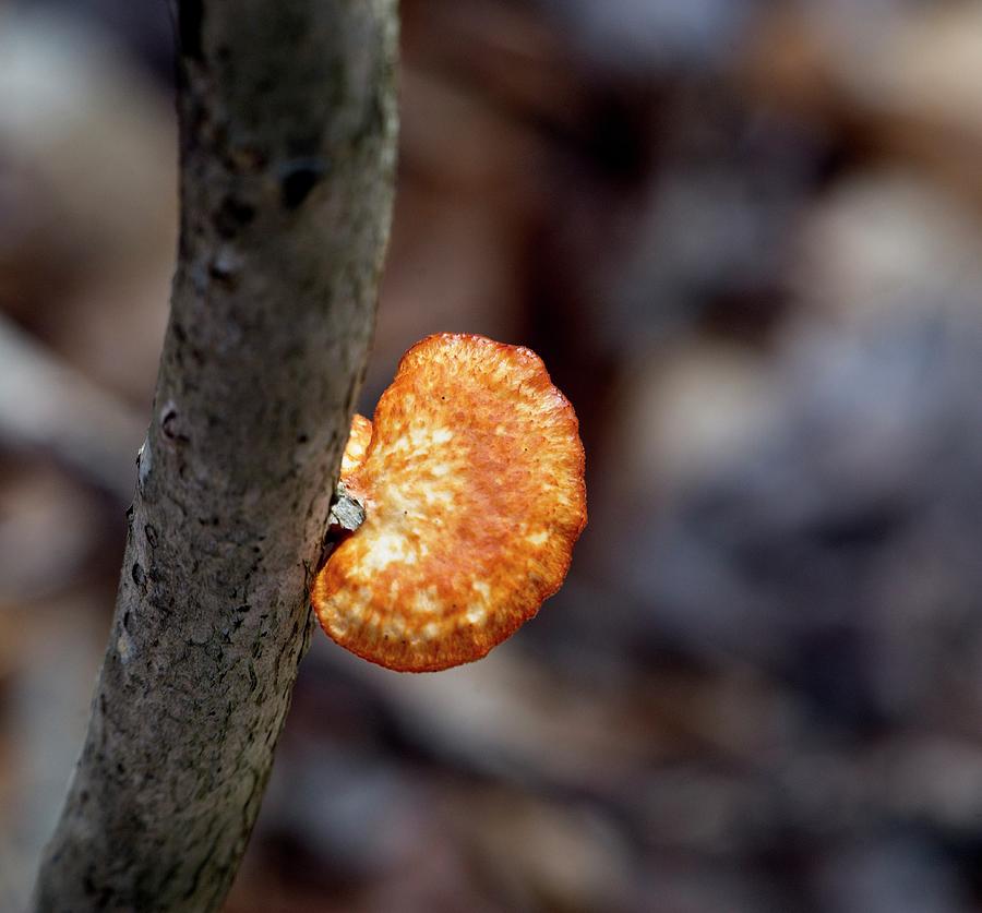 Orange Bracket Fungi Possibly Favolaschia Sp Photograph