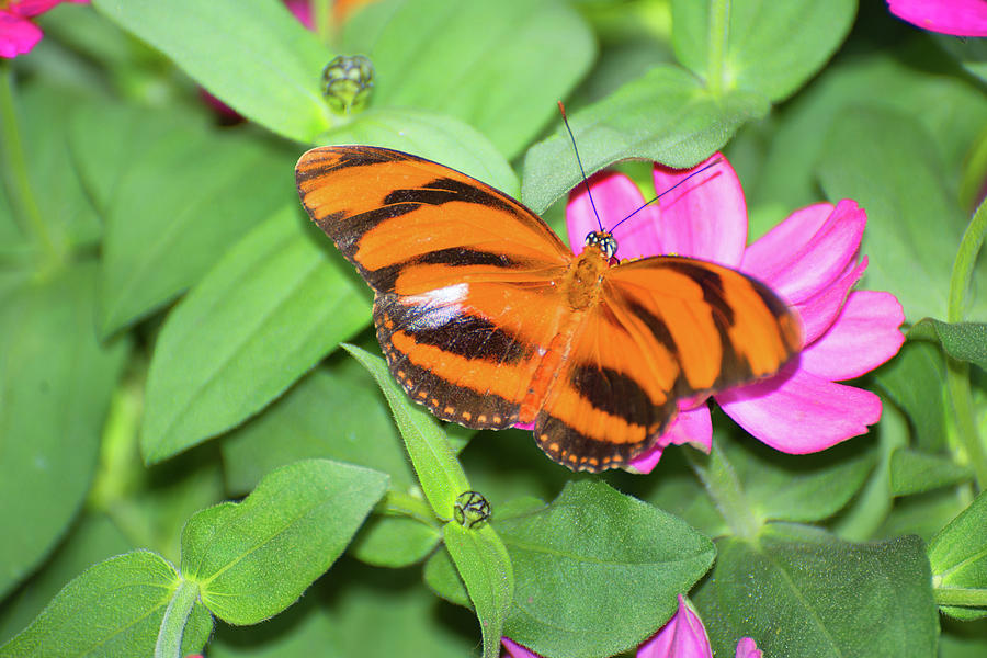 Orange Butterfly Photograph