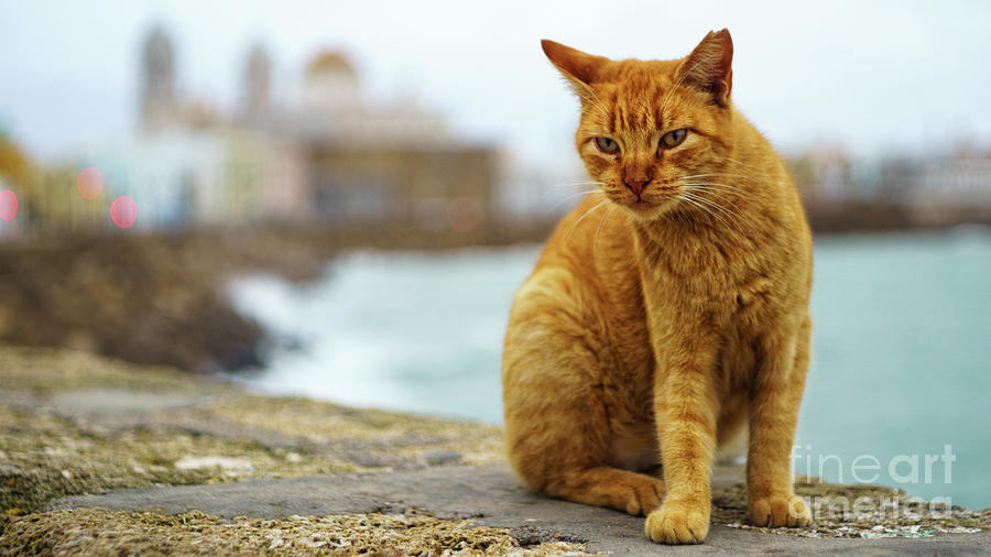 Orange Cat By The Sea Photograph