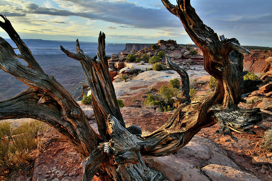 Orange Cliffs Overlook in Canyonlands #1 Photograph by Ray Mathis