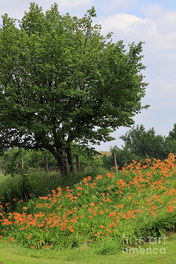 Orange Day Lilies along a Country Road by Paula Guttilla Orange Day Lilies along a Country Road by Paula Guttilla