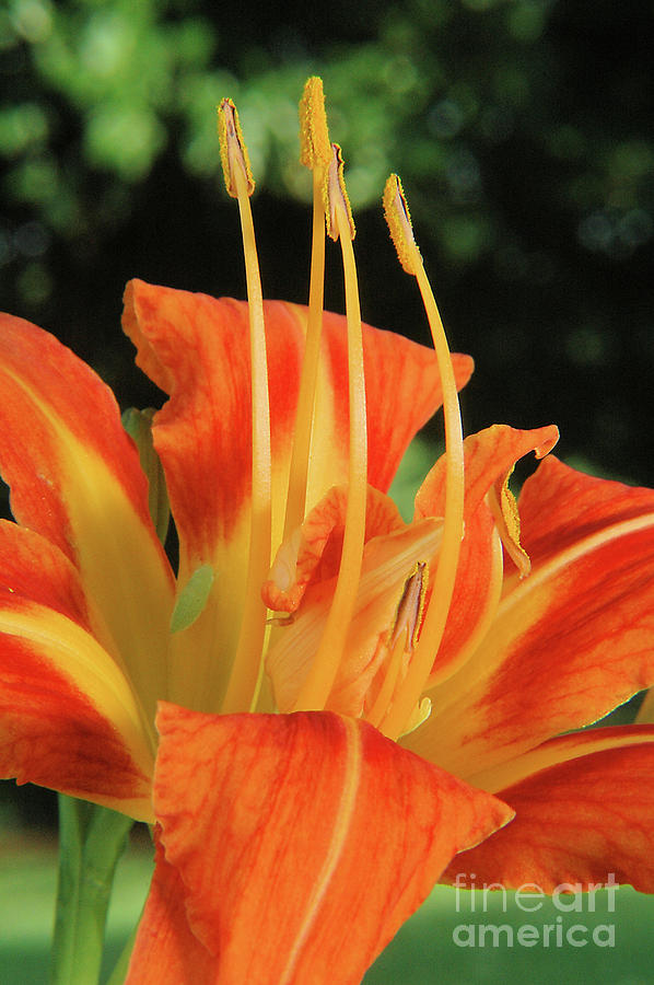 Orange Daylily 2 by Steve Edwards Orange Daylily 2 by Steve Edwards