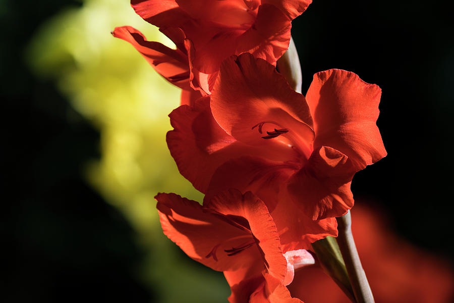 Orange Gladiolus by Robert Potts Orange Gladiolus by Robert Potts