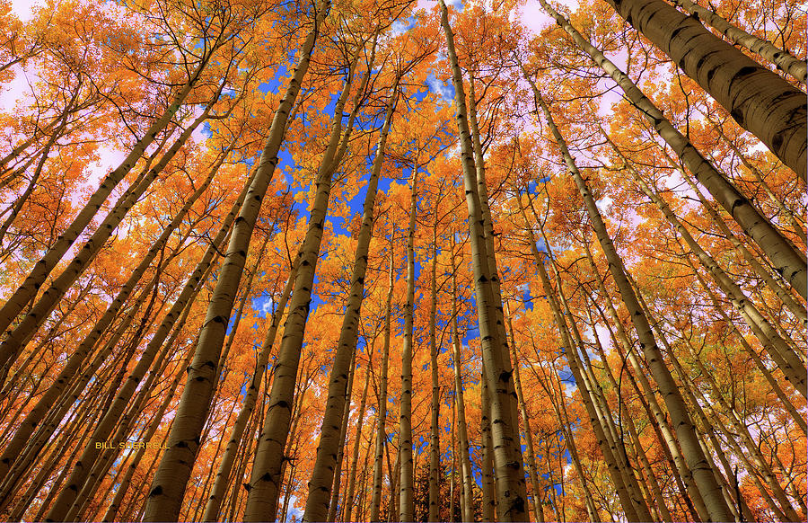 Fall Photograph - Orange Grove #1 by Bill Sherrell