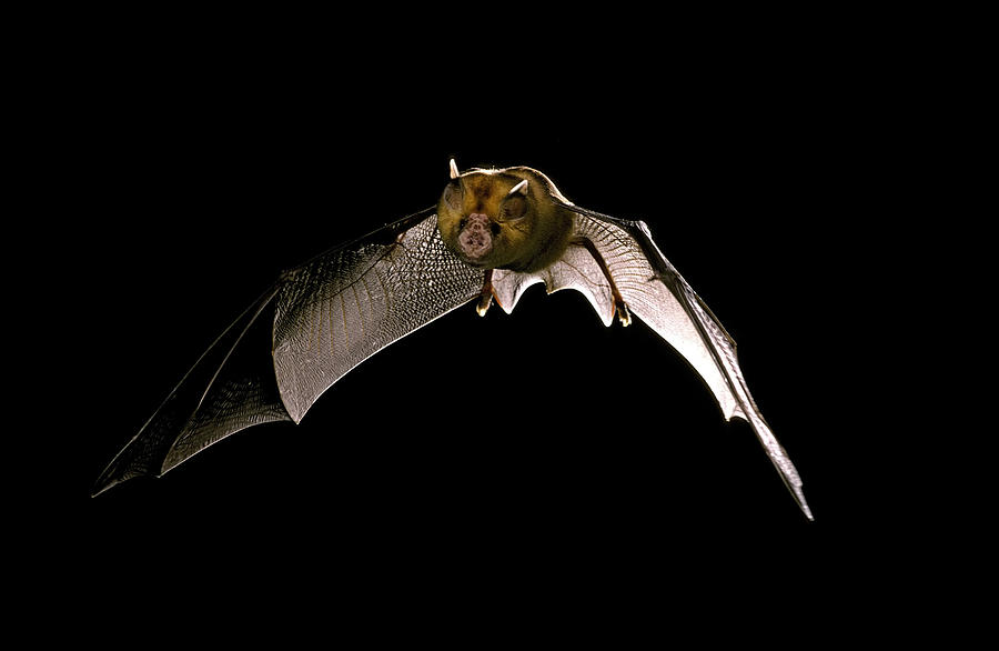 Orange Horseshoe-bat #1 Photograph by Graham Anderson
