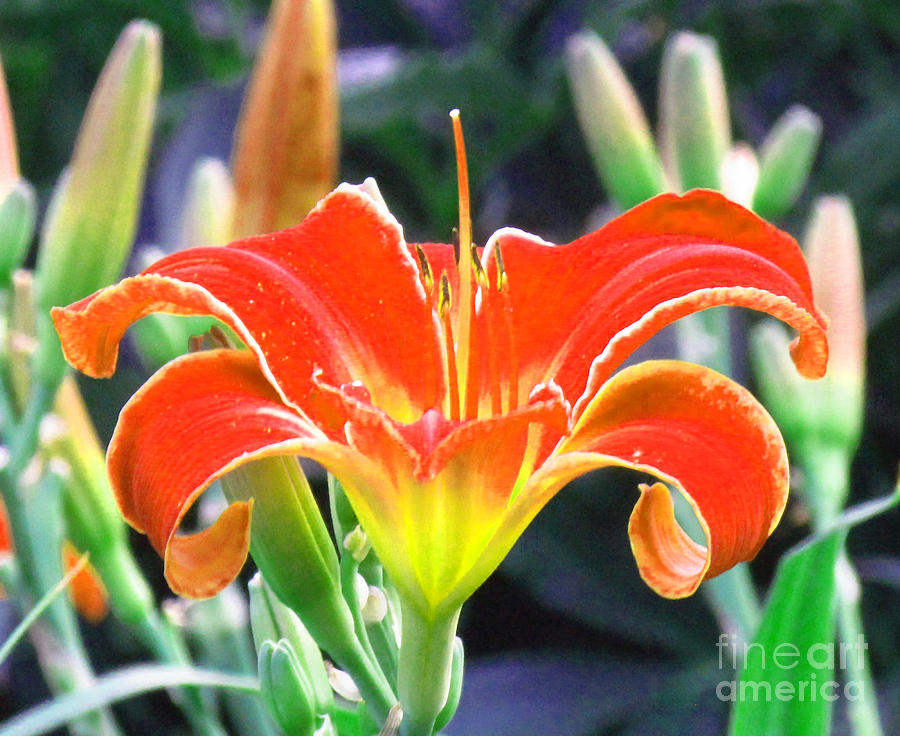 Orange Lily Photograph by Delynn Addams