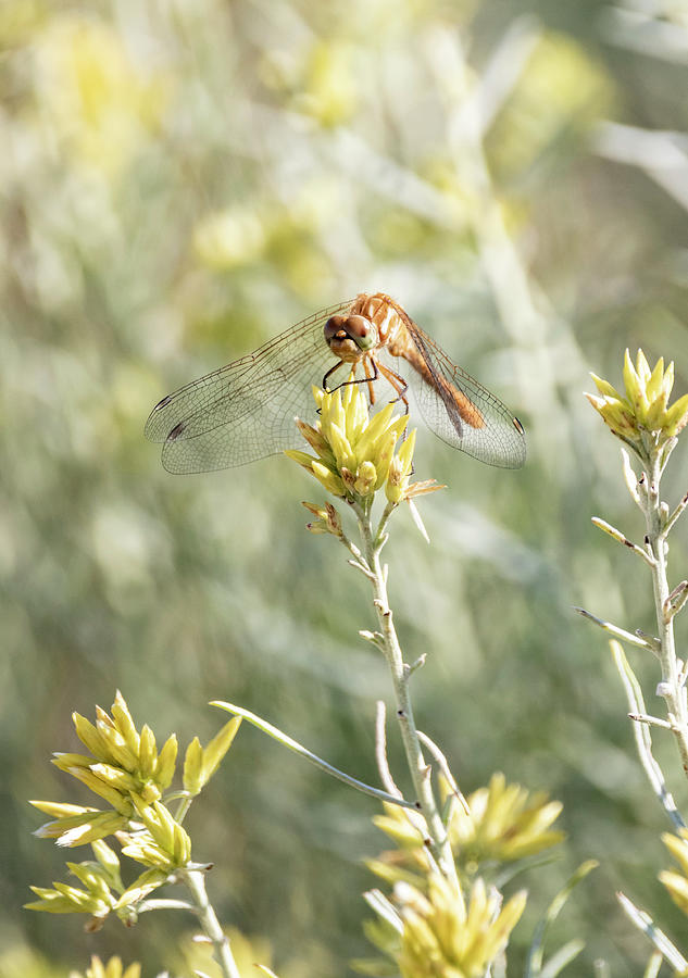 Orange Meadowhawk Dragonfly by Michael Chatt Orange Meadowhawk Dragonfly by Michael Chatt