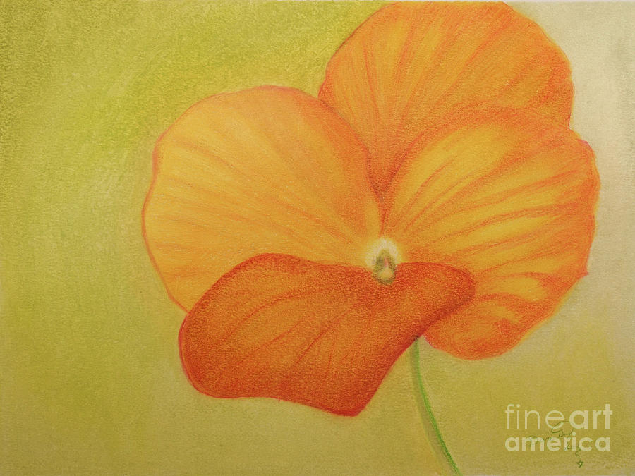 Orange Pansy #1 Drawing by Dorothy Lee