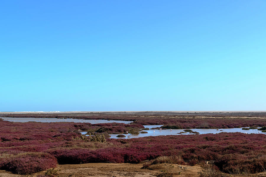 Orange River Wetlands And Greater #1 Photograph by Roger De La Harpe Orange River Wetlands And Greater #1 Photograph by Roger De La Harpe