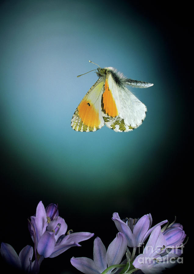 Orange Tip Butterfly #1 Photograph by Dr. John Brackenbury/science Photo Library