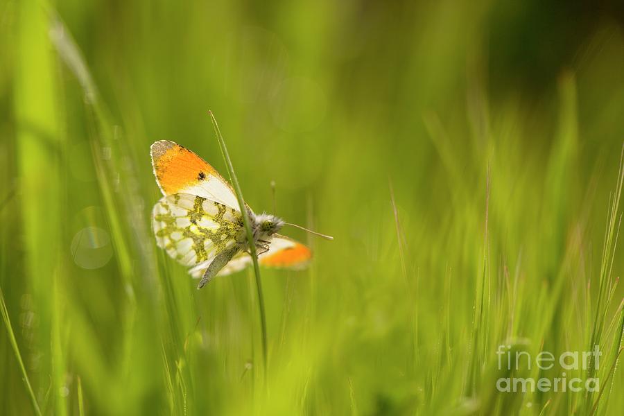 Orange Tip Butterfly #1 Photograph by Photostock-israel/science Photo Library