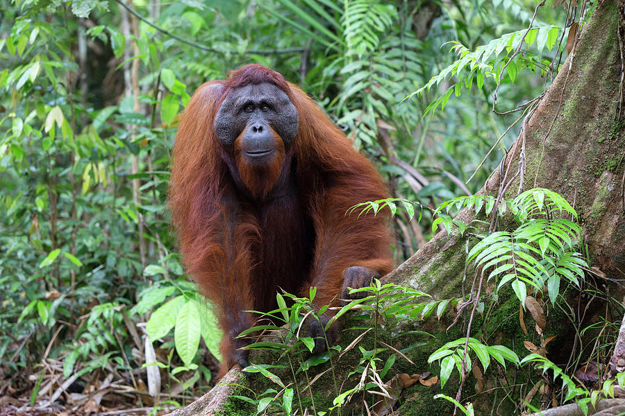 Orangutan Male In The Rainforest #1 Photograph by Suzi Eszterhas