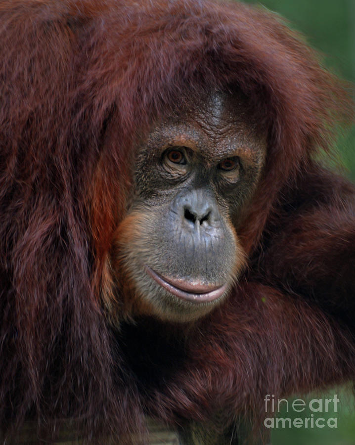 Orangutan Portrait Digital Art