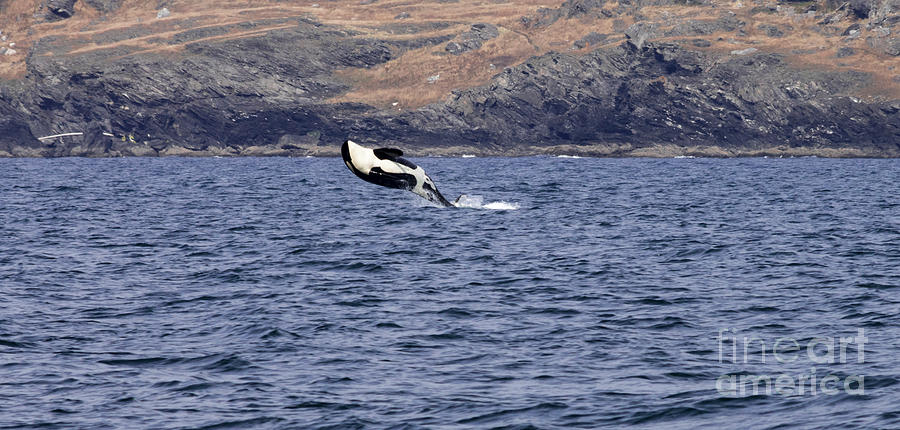Orca Jump #1 Photograph by Louise Magno
