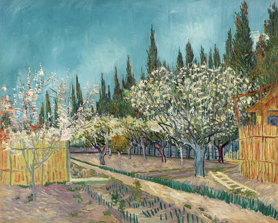 Orchard Bordered By Cypresses Painting By Vincent Van Gogh
