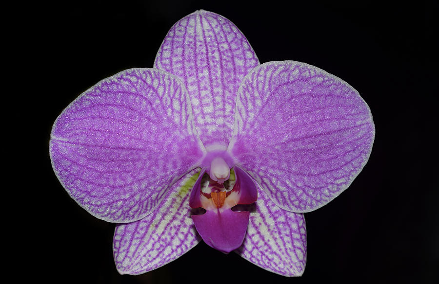 Orchid #1 Photograph by Larah McElroy