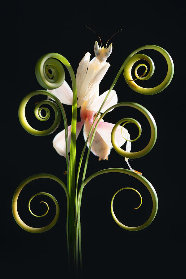Orchid Mantis #1 Photograph by Andri Priyadi