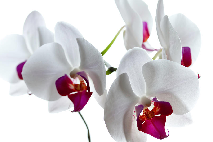 Orchid On White #1 Photograph by Republica