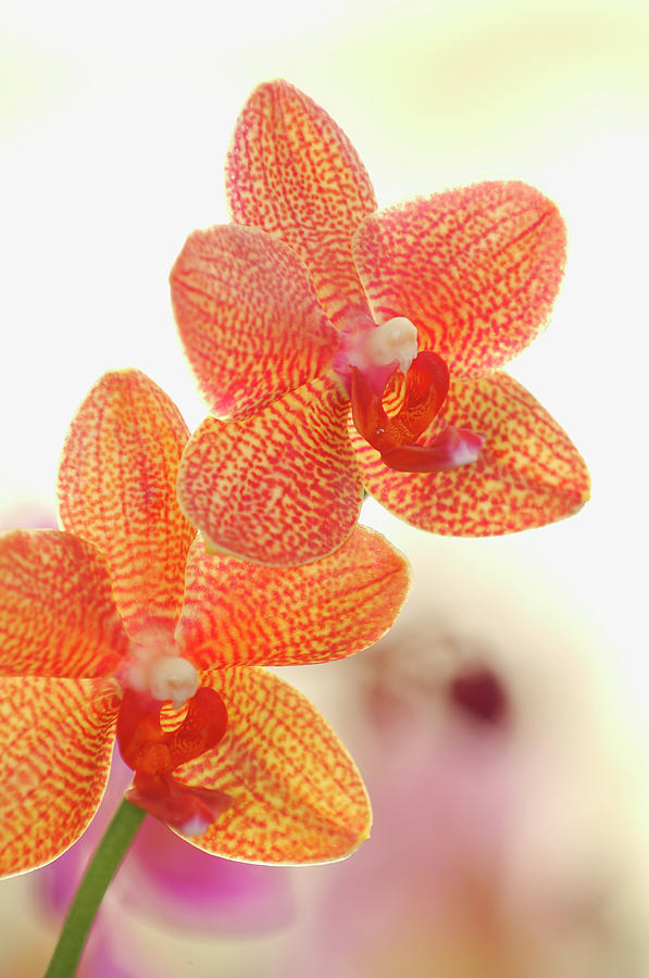 Orchid Phalaenopsis Spec. Close Up #1 Photograph by Martin Ruegner