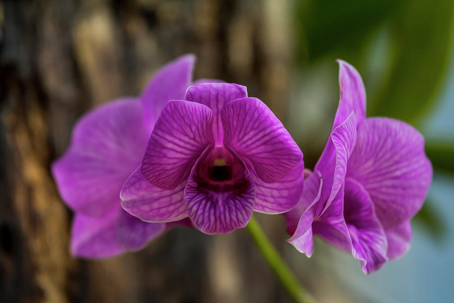 Orchid #1 Photograph by Stuart Manning
