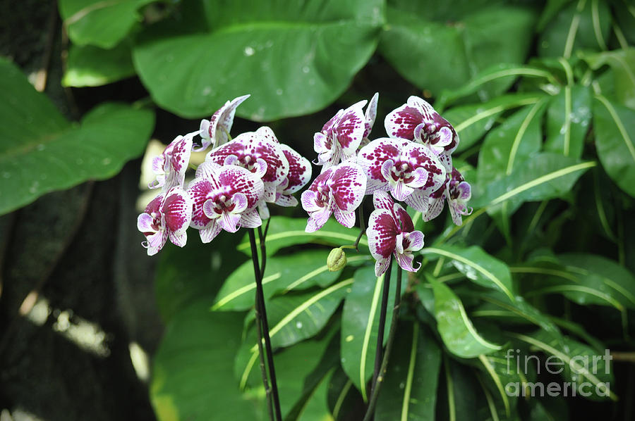 Orchids #2 Photograph by Savannah Gibbs