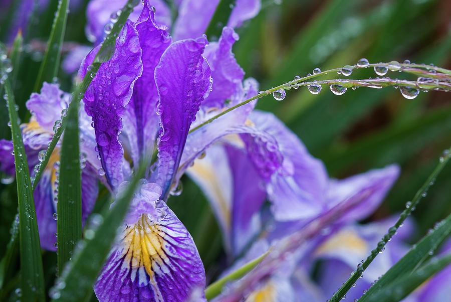 Oregon Iris in the Rain #1 Photograph by Robert Potts