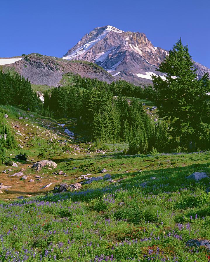 Oregon Mount Hood Nf, Mount Hood #1 Photograph by John Barger - Pixels