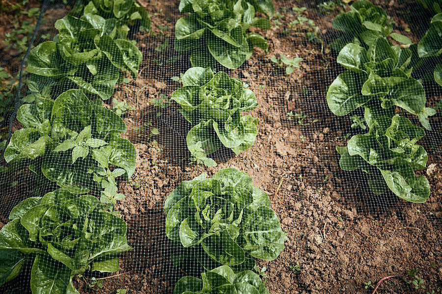 Organic Bibb Lettuce #1 Photograph by Dominik Paunetto