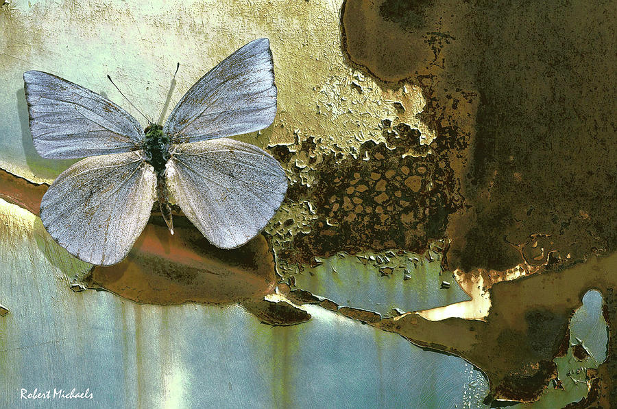 Organic Butterfly #1 Photograph by Robert Michaels