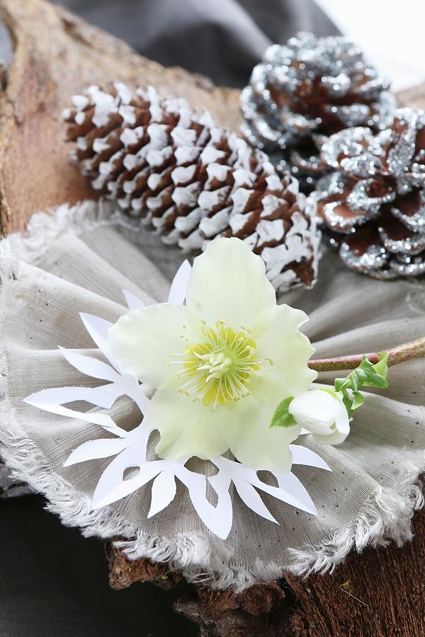 Original Christmas Arrangement Of White Hellebore And Silver And White Pine Cones On Bark #1 Photograph by Regina Hippel