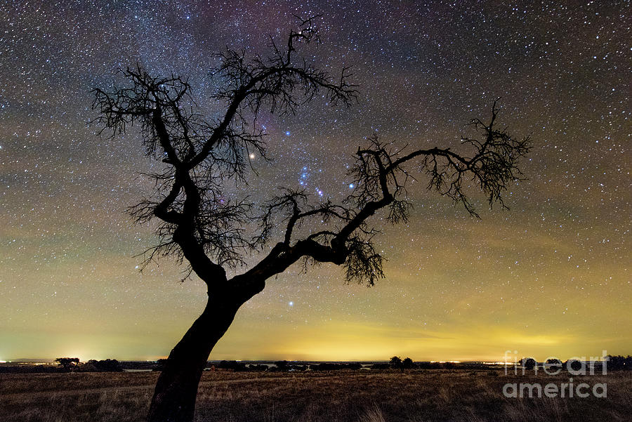 Orion And Silhouetted Tree #1 Photograph by Miguel Claro/science Photo Library