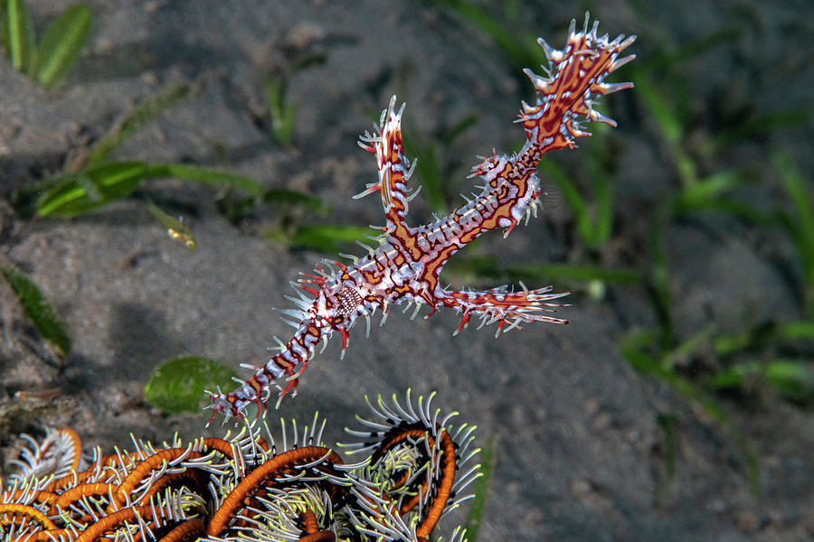 Ornate Ghost Pipefish #1 Photograph by Andrew Martinez