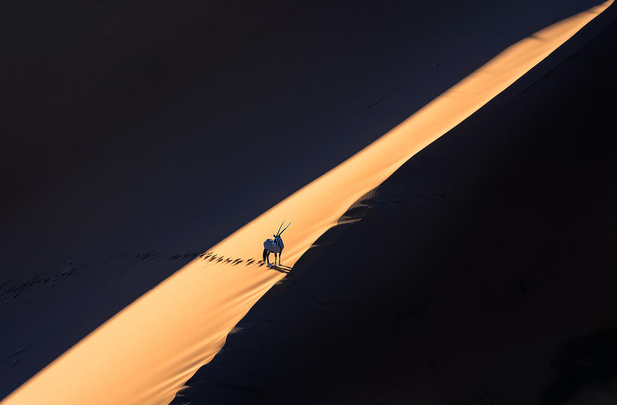 Oryx In The Desert #1 Photograph by Min Li