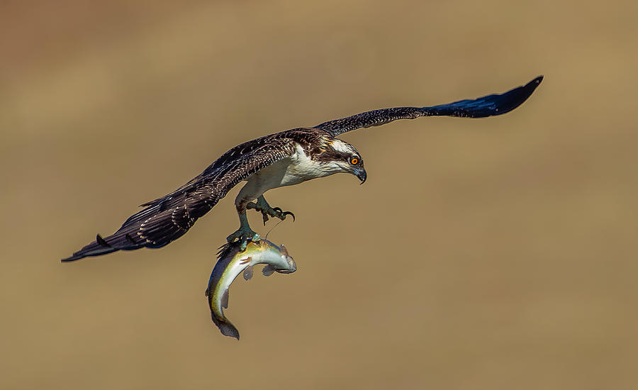 Osprey And Fish #1 Photograph by Johnson Huang