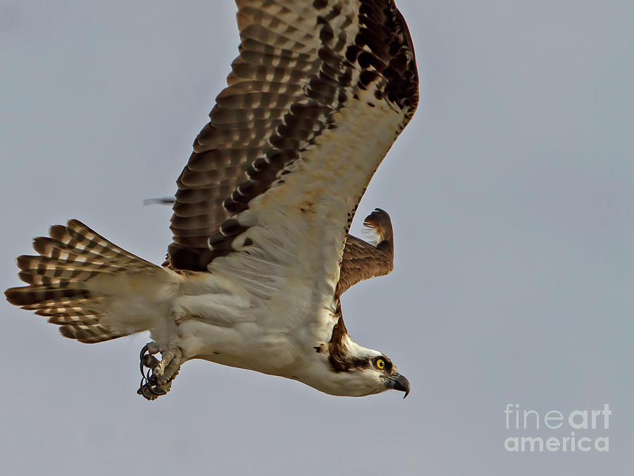 Osprey Photograph - Osprey by Blair Howell Osprey Photograph - Osprey by Blair Howell