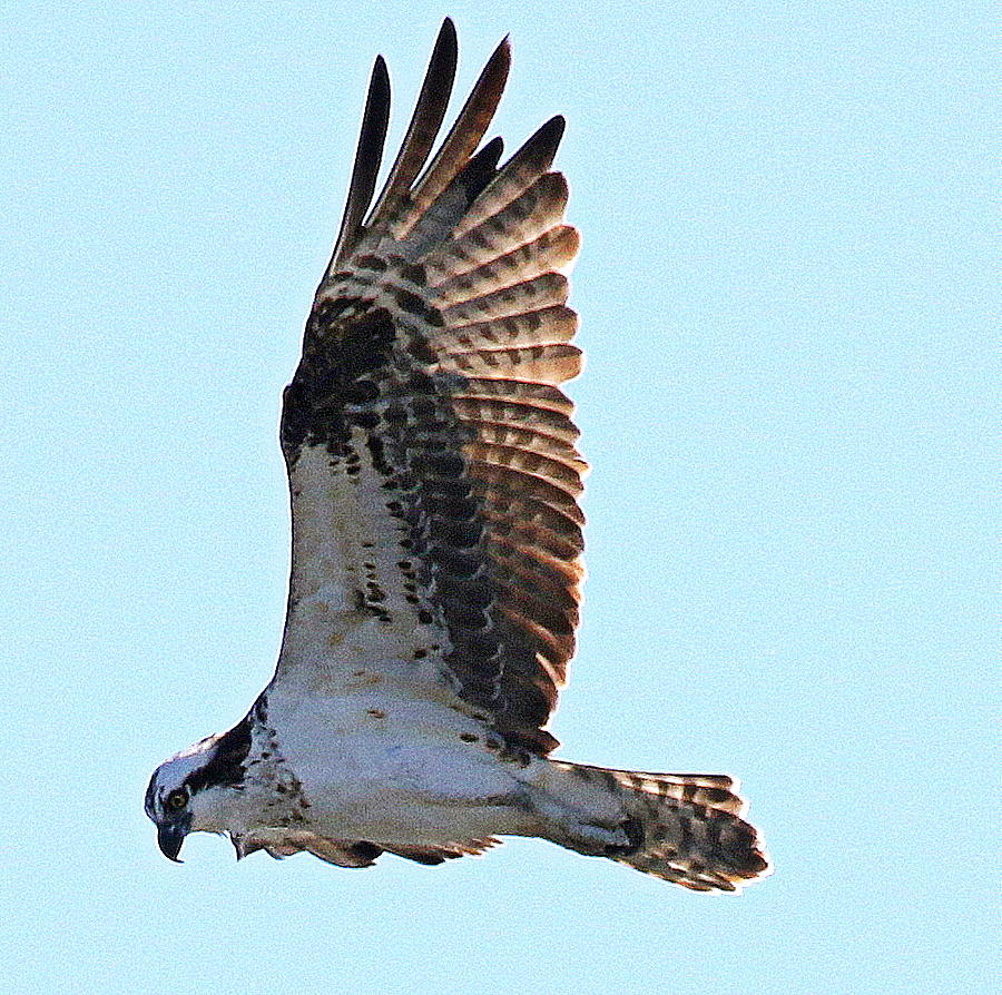 osprey hunting