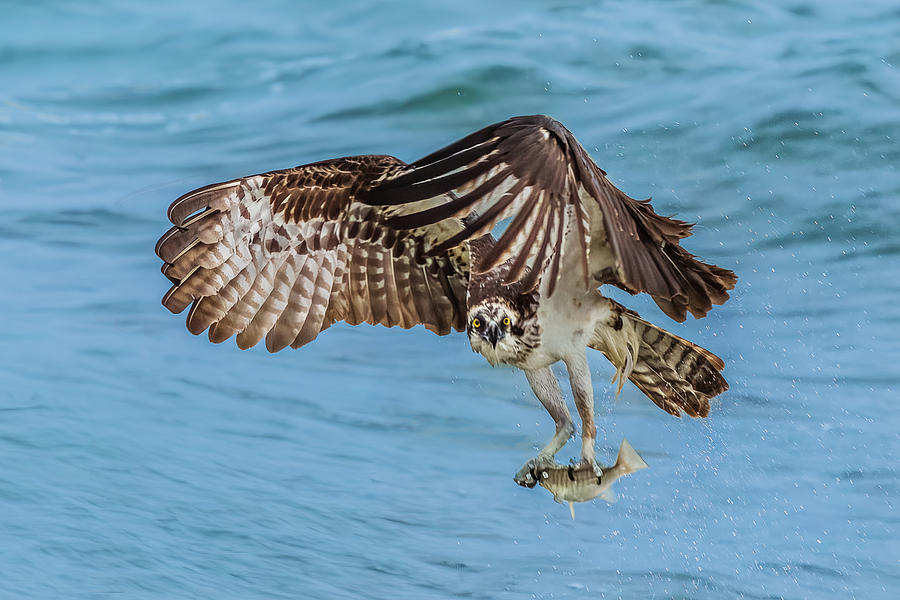 Wildlife Photograph - Osprey #1 by James Cai