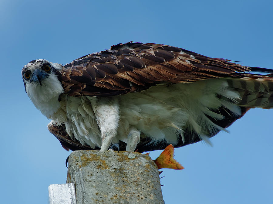 Osprey On Perch Photograph