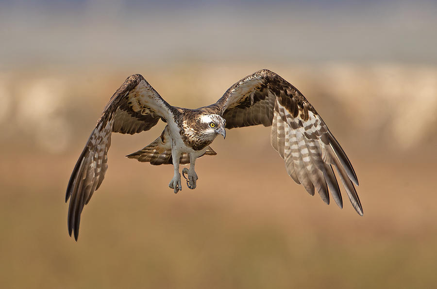 Osprey Photograph - Osprey #1 by Shlomo Waldmann