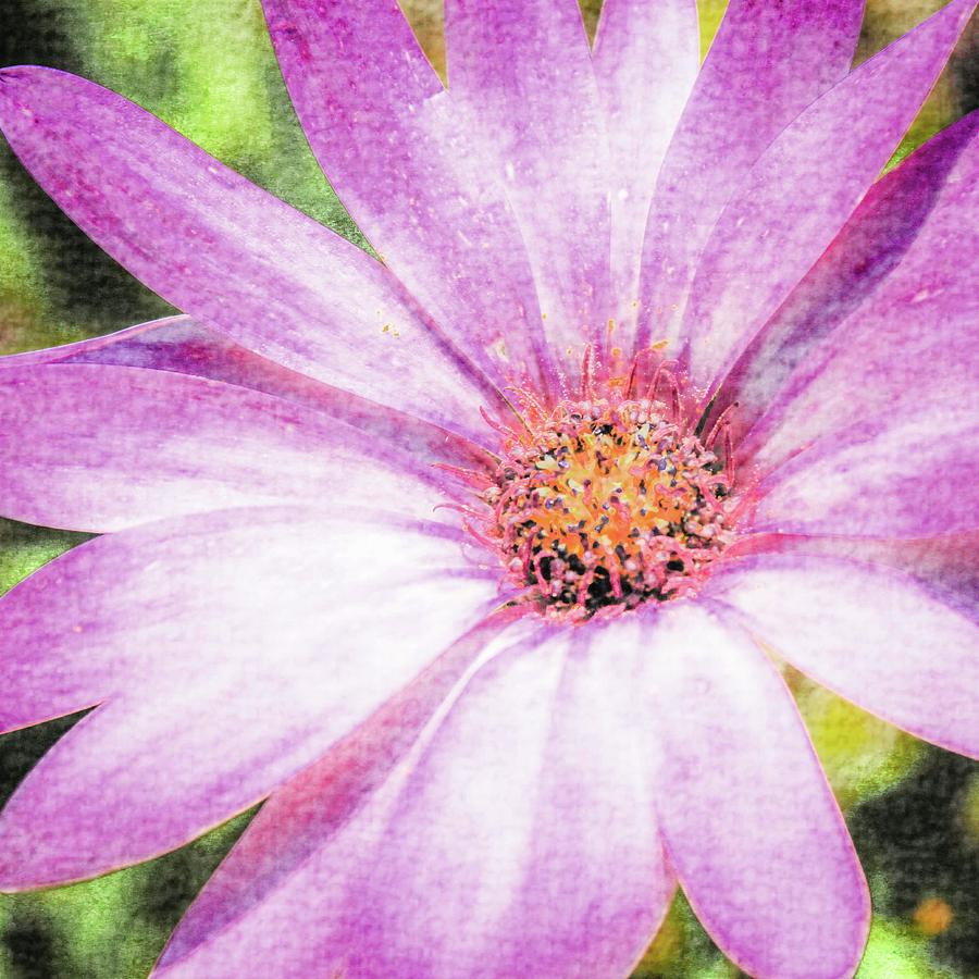 Osteospermum by Nigel Dudson Osteospermum by Nigel Dudson