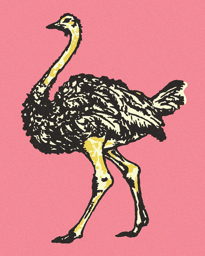 Ostrich Drawing - Ostrich #1 by CSA Images
