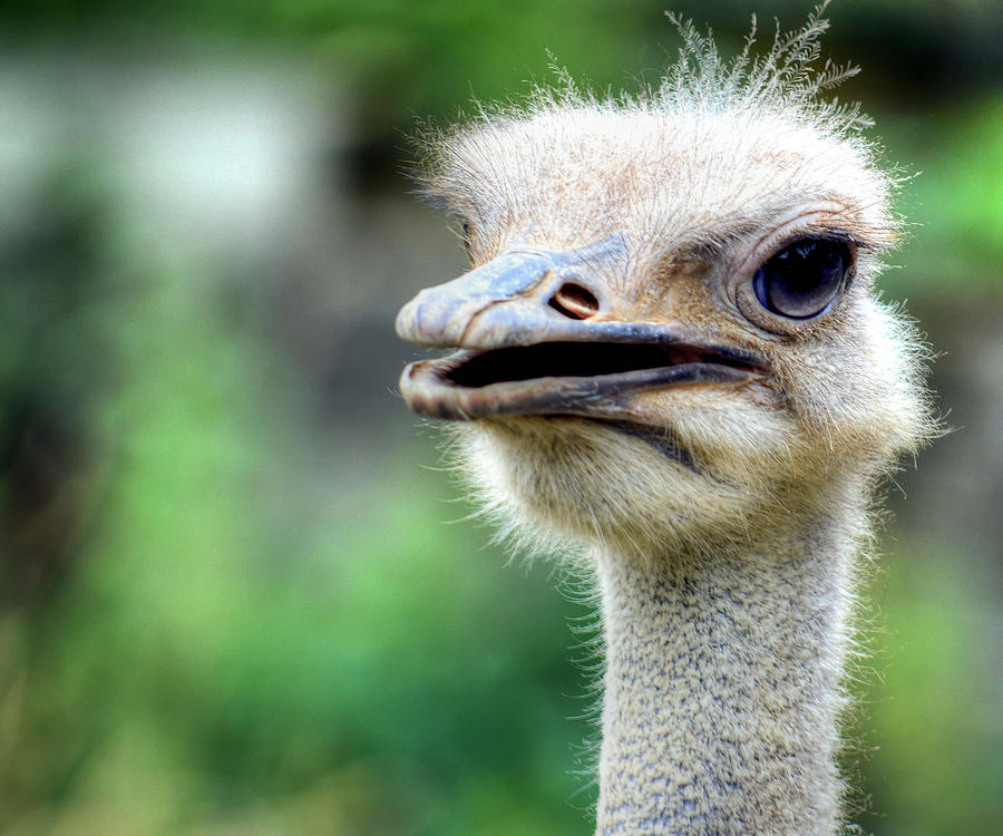 Ostrich #1 Photograph by Debra Kewley