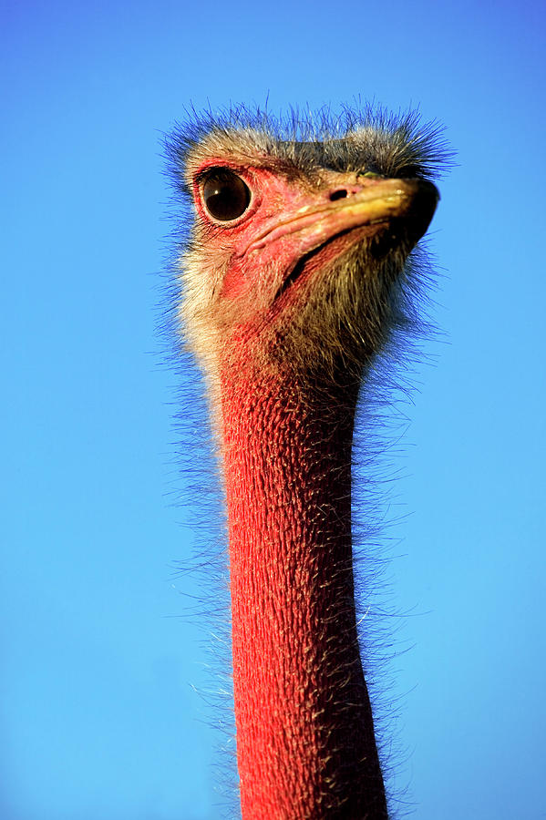 Ostrich Male In Breeding Colours #1 Photograph by Nhpa