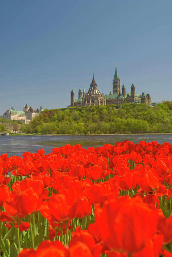 Ottawa Tulip Festival Photograph by Dennis Mccoleman