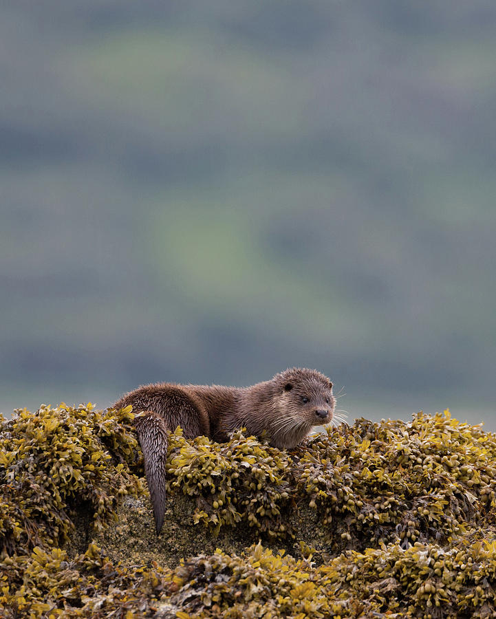 Otter On Seaweed #1 Photograph by Pete Walkden